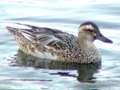 Garganey